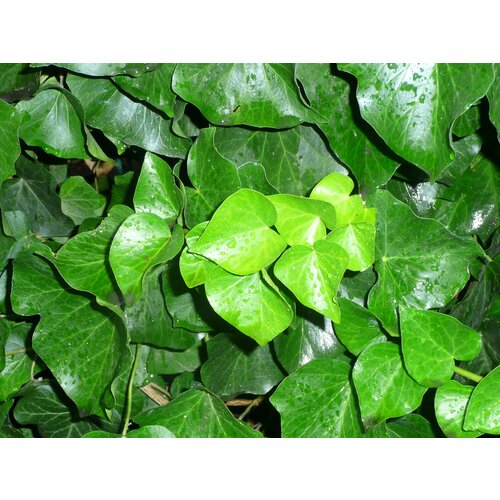      10 ,   (Hedera colchica)   -     , -, 