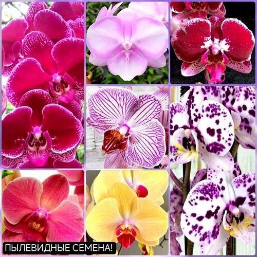 ���� ������ ������� ���������� ����� ������ 