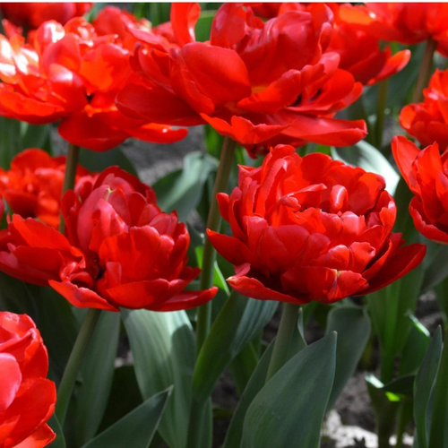 ���� ������� ABBA (5 �������) ������ ������