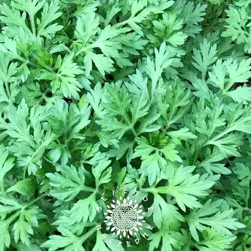     -  (. Artemisia indica) 150   -     , -, 