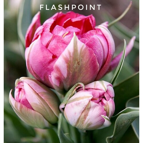    ,   Flash Point (5 )   -     , -, 