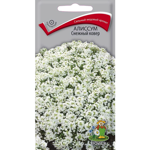 ���� ������ �������� ����� 