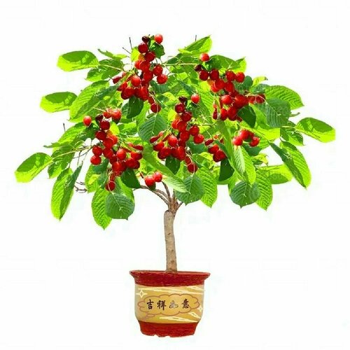 ���� ����-����� ���������, ������ ������ ������