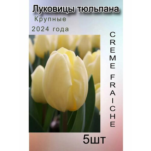 ���� �������� �������� Creme Fraiche ( 5 ��) ������ ������