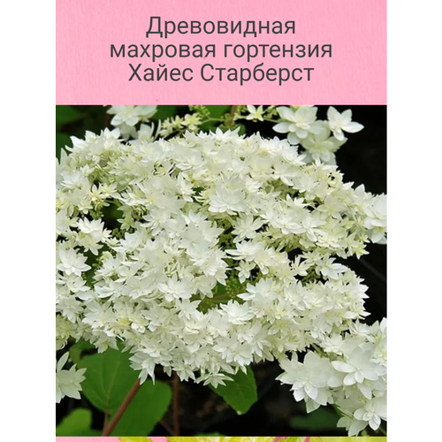 ���� ����������� �������� ��������� ����� ��������� ������ ������