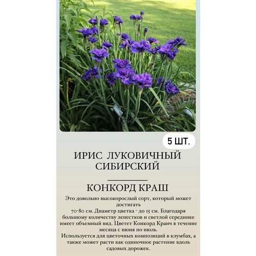 ���� ���� ���������� �������� ����������� �������� ������ ������