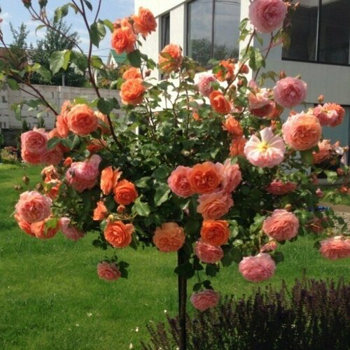 ���� ���� ��������� ����� ������ (1 ������� � ������ 3 �). Meilland (�������) ������ ������