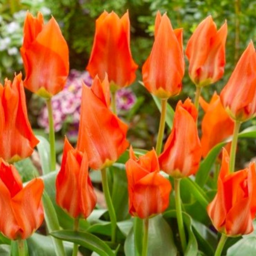 ���� ������� Park Tiger(5 �������) ������ ������