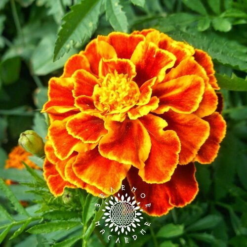     -  (. Tagetes) 50   Green Legacy   -     , -, 