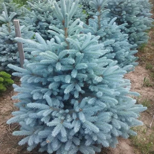 ���� ��� ������� ������ ��������� ��� (Belgium Plants Van. (�������)), 1 ������� � ������ 15-20 �� ������ ������