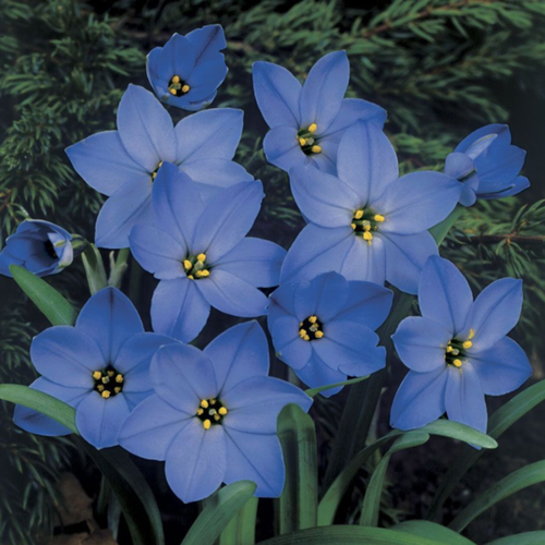 ���� �������� ������ , bulbs servise, ������ ������ ����-������� ( 10 ���� ) ������ ������