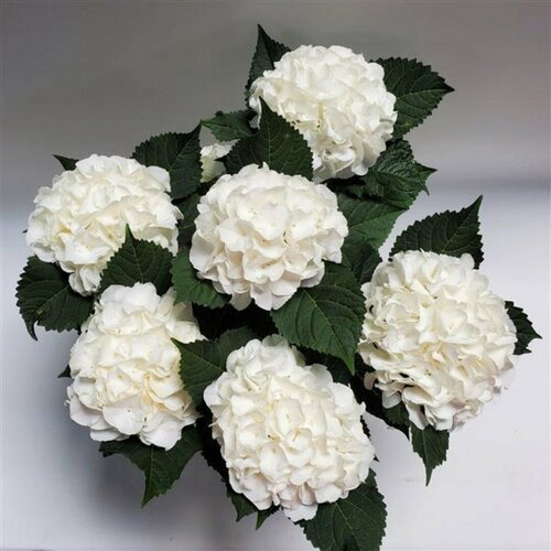 ���� ��������� ������������� ��� ��� (Szkolka roslin A.M (������)), 1 ������� � ������ 15-20 �� ������ ������