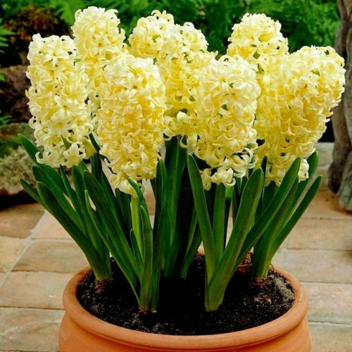 ���� ������� GIPSY PRINCESS (2 ��������) ������ ������