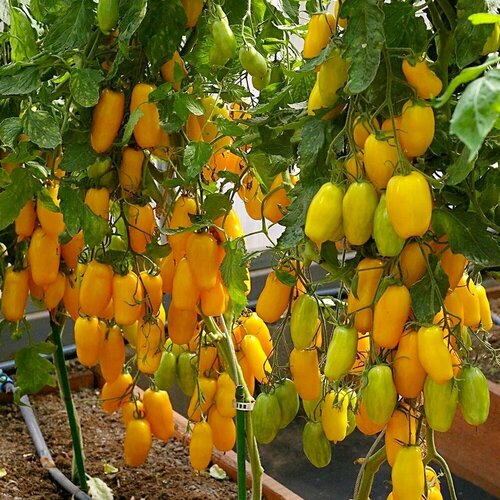 ���� ��������� ���� ������ ������� ������ ������