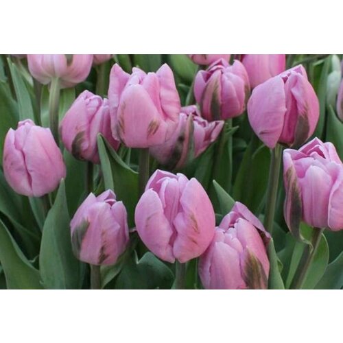 ���� �������� ����������� , �������� ���� MARLON (5 ����) ������ ������