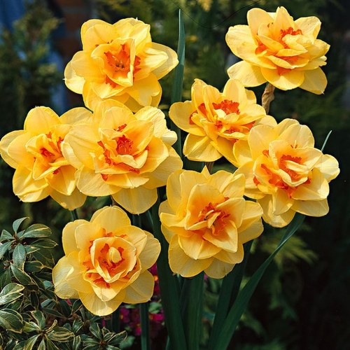 ���� �������� �������� TAHITI ( 3 �� ) ������ ������