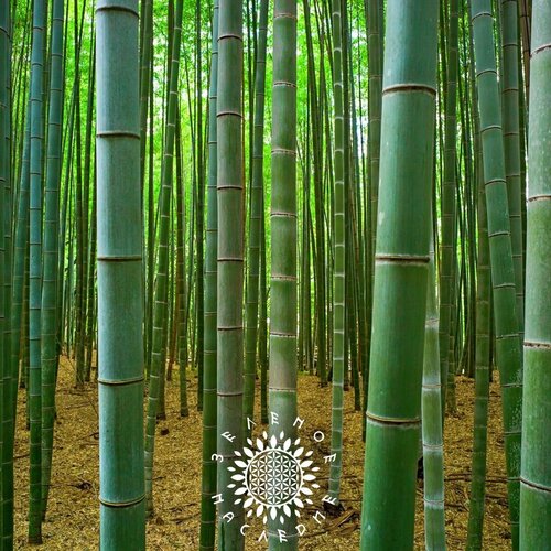 ���� ������ ������ ���� (���. Phyllostachys edulis Moso) 40�� �� Green Legacy ������ ������