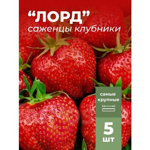 ���� �������� ����� ������������� ���� �������/��������� �������� 5 �� ������ ������