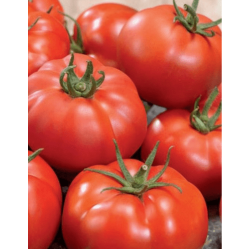 ���� ������ ����� ����������� F1 0,1� ��� (��������� ������) ������ ������