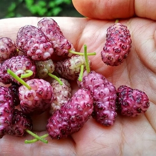 ���� ������ ��������� ��������� ������� �����������, 20 �� ������ ������