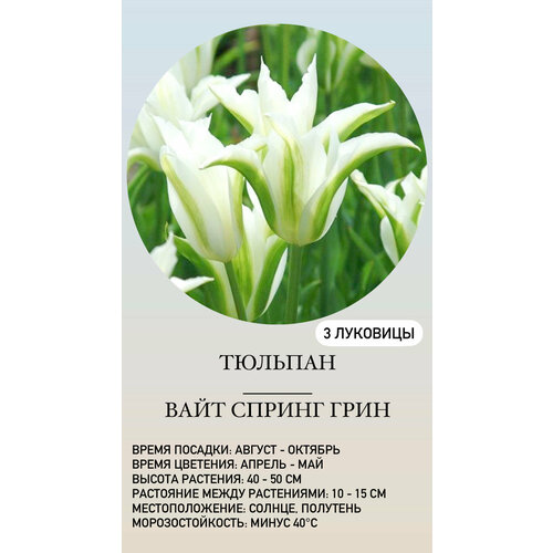 ���� ������� �������� ����������� ������ ������ ������