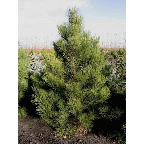      (Pinus scopulorum), 10    -     , -, 