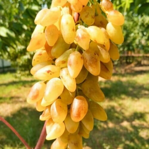 ���� �������� ���� �������� (2 ��) ������ ������