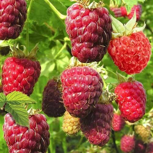 ���� ��������� ������ �������� ������ ������