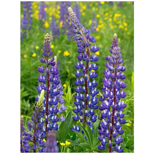      (Lupinus angustifolius), 15    -     , -, 