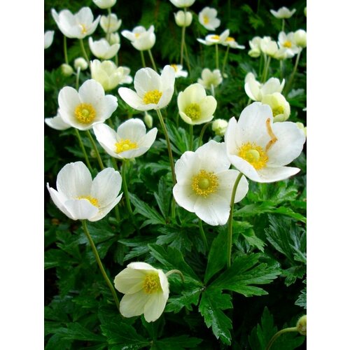     (Anemone sylvestris), 25    -     , -, 