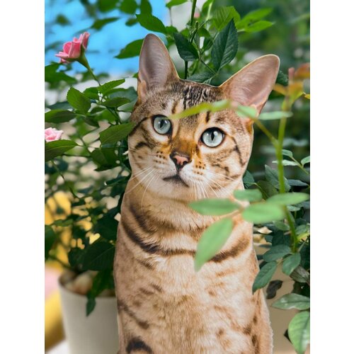 ���� ����� �� ������� ��� ����, ���� 