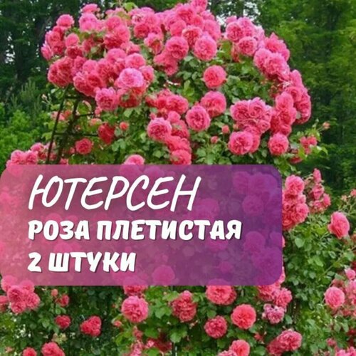 ���� ���� ��������� �������� ������� ( Rosarium Uetersen) / 2 ��, ��������� ���� ������ ������