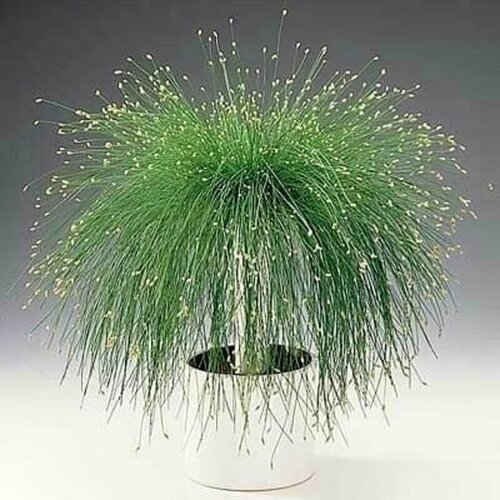 ���� ����� ��������, Scirpus cernuus, ���������, ������ ������ ������