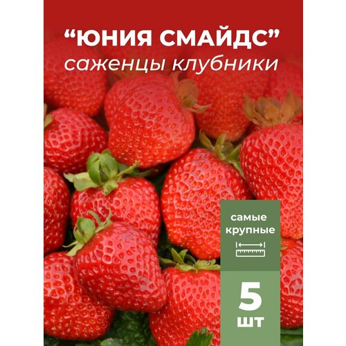 ���� �������� ����� ������������� ���� ������ �������/��������� �������� 5 �� ������ ������