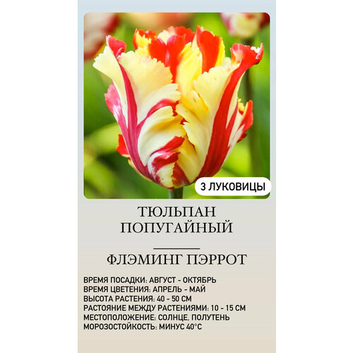 ���� ������� �������� ����������� ������ ������ ������