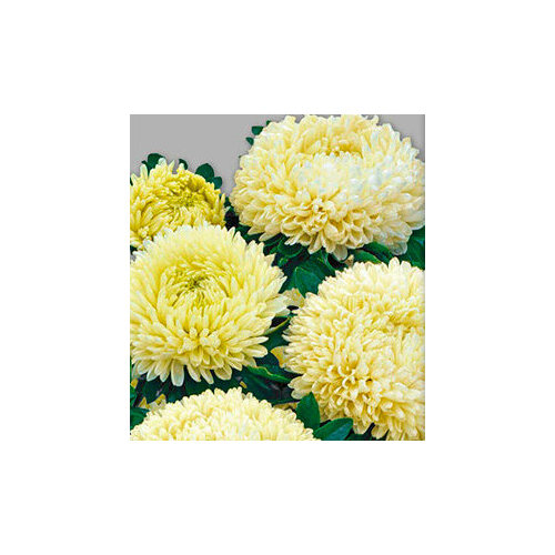 ���� ������ ����� ����� Ƹ���� (0,1 ��.) ������ ������