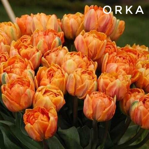 ���� �������� ����������� , �������� ���� Orka ��������� (3 ��) ������ ������