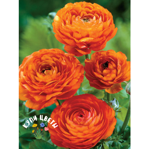 ���� �������� ������, ���� ����� , ���������� ORANGE (10 �������) ������ ������