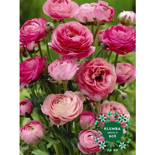 ���� ����������/����� PINK, ������, (10 ����), �������, ������ 5-6 ������ ������