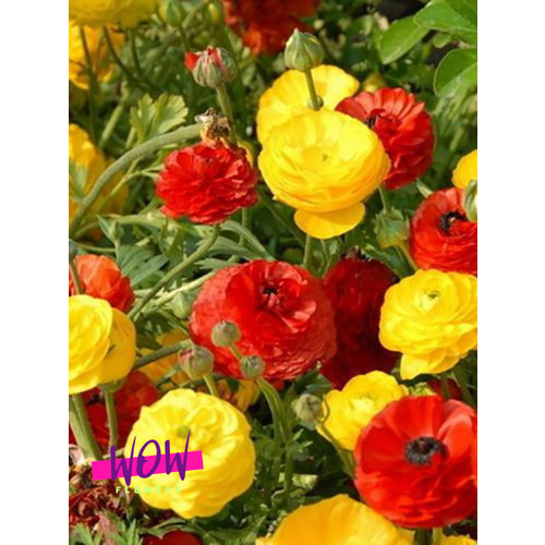 ���� �������� ������, WOW FLOWERS, ����������� ������-������ ���� (10 ����) ������ ������