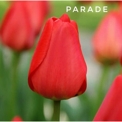 ���� ��������, �������� ���� Parade ������� (3 ��) ������ ������