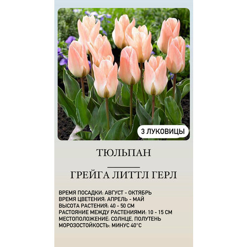 ���� ������� �������� ����������� ������ ������ ������