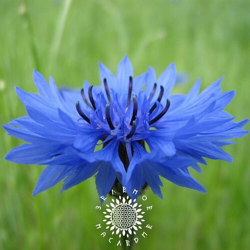     (. Centaurea cyanus) 100   Green Legacy   -     , -, 