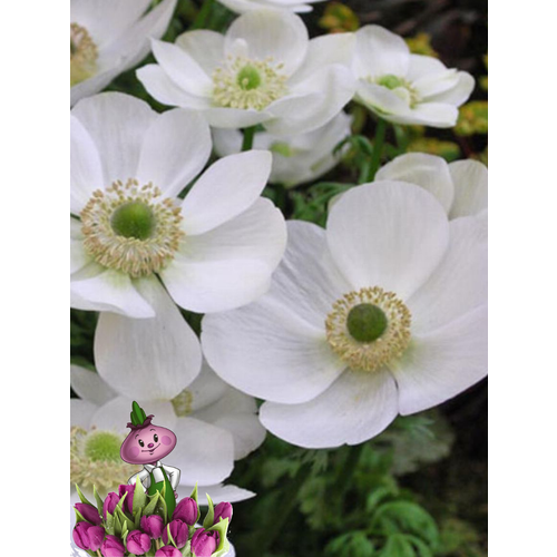 ���� �������� ������, chipollino flowers, ������� THE BRIDE (10 �������) ������ ������