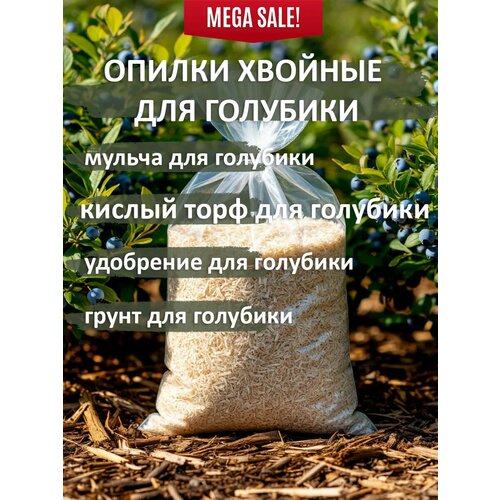 ���� ������ ������� ��� �������� ���-����, ��� ���� � �������, 1�� ������ ������