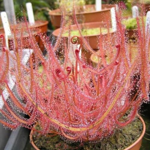      5 , Drosera Binata,   ,     -     , -, 