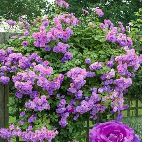 ���� ���� ��������� ����������� 2�� ������ ������