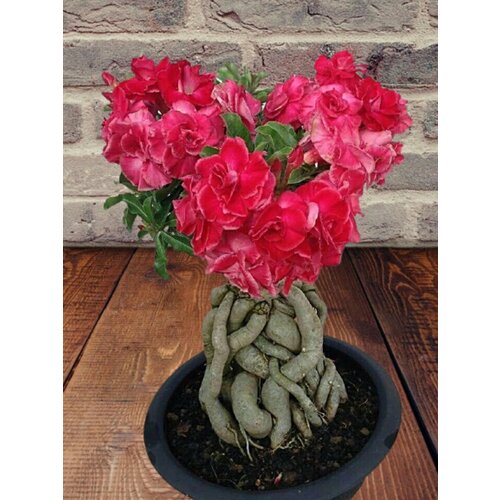 ���� ������� Entrancing, ��������������, ������ ������ ������