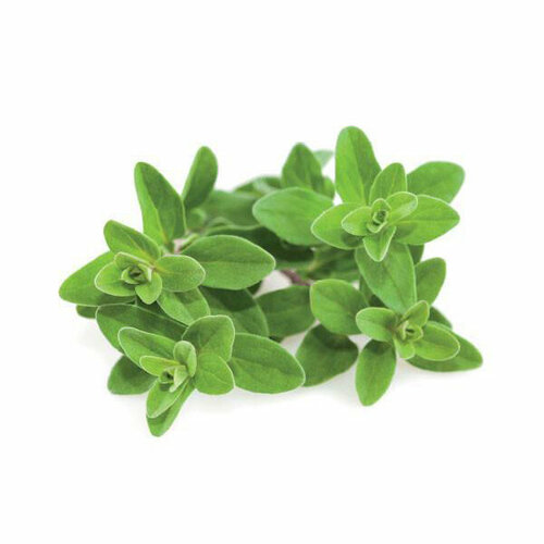  Click And Grow   Click And Grow Marjoram 3 .    Click And Grow    -     , -, 