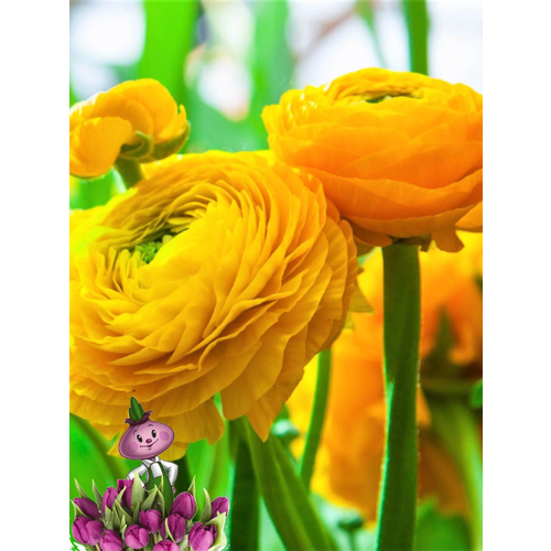 ���� �������� ������, �hipollino flowers, ���������� YELLOW (10 �������) ������ ������